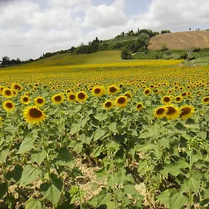 Tenuta Di Colle Alberti Agriturismo Cerreto Guidi